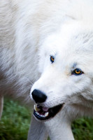 Wildlife